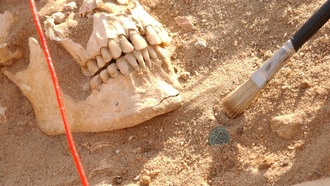 Анализ ДНК солдат Наполеона раскрыл истинные причины гибели армии в 1812 году