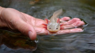 Ученые раскрыли роль «режима борьбы или бегства» в регенерации конечностей аксолотлей