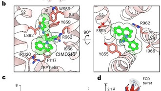 Ученые выяснили, как тело чувствует опасную жару