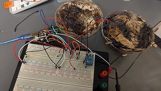 Грибы могут стать основой для запоминающих устройств будущих компьютеров