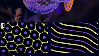 Ученые раскрыли секрет несовершенных пятен и полос у животных