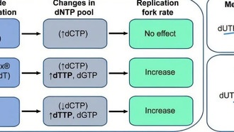 Ученые раскрыли, как тимидин ускоряет репликацию ДНК