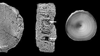 Ископаемая рыба возрастом 115 млн лет переписывает историю эволюции акул