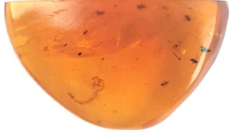 В янтаре возрастом 99 миллионов лет найдена древнейшая личинка комара