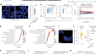 Учёные нашли способ управления судьбой клеток через P-тельца