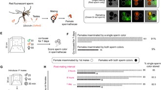 Учёные выяснили, что самки комаров контролируют процесс спаривания