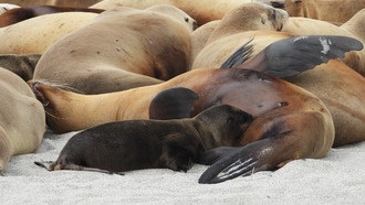 Морские хищники сталкиваются с неравномерной питательной ценностью добычи