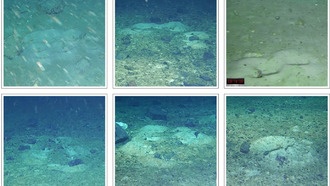 В Антарктике обнаружили гигантскую колонию гнездящихся рыб