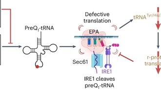 Два метаболита микробиома конкурируют за контроль роста клеток