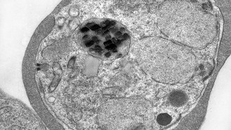 Ученые раскрыли тайну танцующих кристаллов в малярийных паразитах