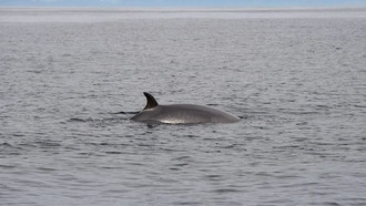 Киты удобряют океан, повышая продуктивность экосистем на 10%