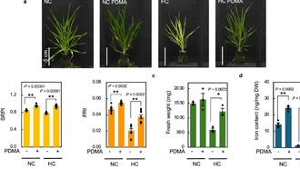 Ученые нашли способ повысить урожайность пшеницы в условиях жары