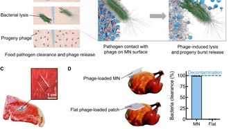 Патчи с вирусами успешно уничтожают бактерии в заражённых продуктах