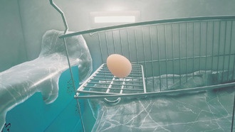 В игровой индустрии началась «яичная лихорадка»: три новые игры про яйца, две из которых бесплатны