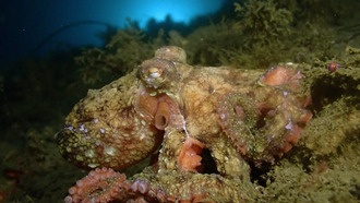 Ученые нашли способ массово производить пигмент для камуфляжа осьминогов