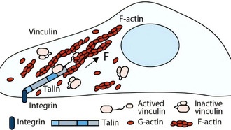 Белок винулин оказался ключевым элементом механической памяти клеток