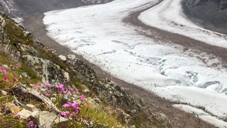 Древние гены помогают альпийским растениям адаптироваться к изменению климата