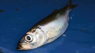 Ученые доказали: сельдь возвращается на нерест в места своего рождения