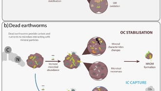 Дождевые черви помогают улавливать углерод даже после смерти