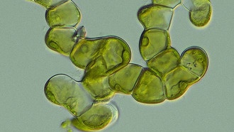 Сложность растений независимо возникала у разных водорослей