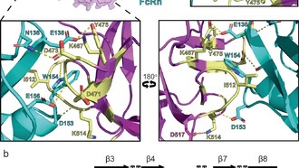 Астровирус использует для заражения тот же рецептор, что и антитела