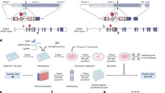 Ученые создали безопасный инструмент для контроля активности генов