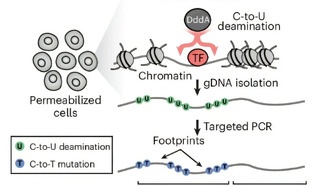 Новый метод TDAC-seq позволяет изучать «тёмную материю» генома