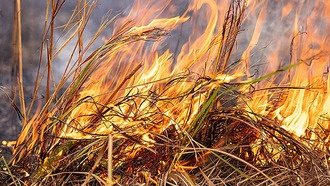 Исследование подтверждает пользу контролируемых пожаров коренных народов для экосистем