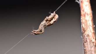 Паук-ткач использует механизм с пружинной защёлкой для молниеносной атаки