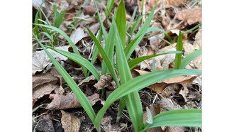 Обнаружен второй вид дикого лука-порея, разрешивший многолетний спор
