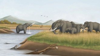 Исследование зубов древних слонов показало, что на месте Тайваня когда-то была саванна