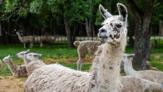 Нанотела из верблюдов и лам помогут в лечении шизофрении и болезни Альцгеймера
