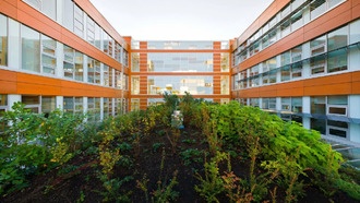 Техника бальзамирования сделала древесину прочнее и защитила от гниения