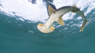 Новый тест на ДНК из окружающей среды поможет редким акулам-молотам в борьбе с вымиранием