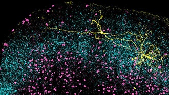 Ученые выяснили, что механизмы зрительного внимания возникли 500 млн лет назад
