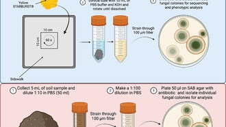 Городские грибы адаптируются к жаре и могут стать опасными для человека