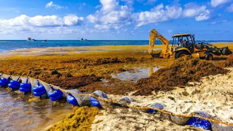 Ученые раскрыли главную причину цветения водорослей в Атлантике