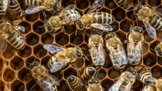 Пестициды вызывают серьёзные изменения в поведении пчёл и рыб