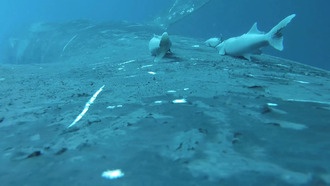 Ученые засняли уникальные кадры рыбы-прилипалы, катающейся на китах