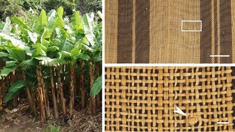 Ученые раскрыли секрет комфорта традиционных японских кимоно из банановых волокон