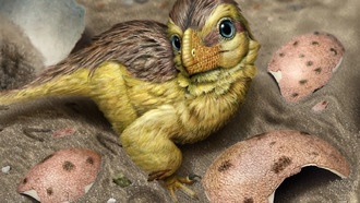 Ученые нашли новый способ точного датирования окаменелостей с помощью яиц динозавров