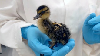 Вечные химикаты влияют на гены утят до вылупления