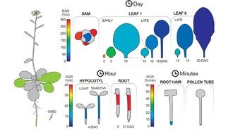 Ученые создали первый атлас роста растений, раскрывающий стратегии развития корней, листьев и стеблей