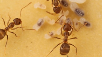 Ученые нашли способ остановить нашествие инвазивных муравьев