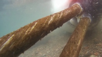 Нарвалы атакуют научное оборудование в Арктике