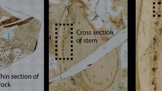 В окаменелости возрастом 407 млн лет из Шотландии нашли новый вид грибов