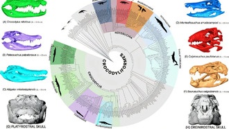 Крокодилы пожертвовали силой черепа для скорости в воде