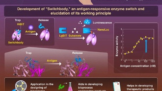 Ученые создали молекулярный переключатель Switchbody на основе антител