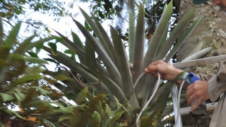 Комары-переносчики малярии размножаются в бромелиевых растениях Атлантического леса