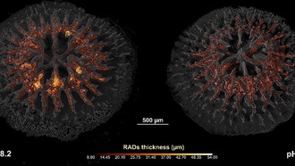 Ученые выяснили, как закисление океана разрушает коралловые рифы